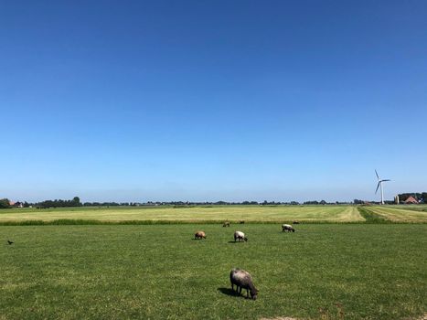 Sheeps in Friesland