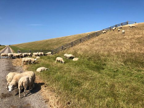 Sheeps next to a dike