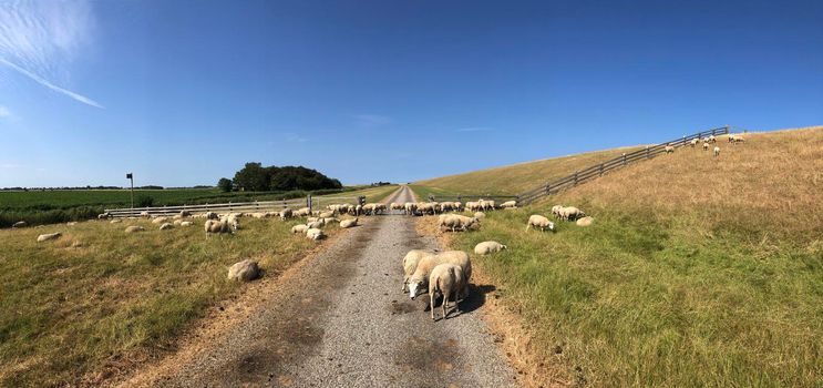 Panorama from sheeps next to a dike 