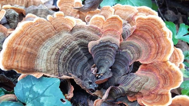 Fungus at a tree 