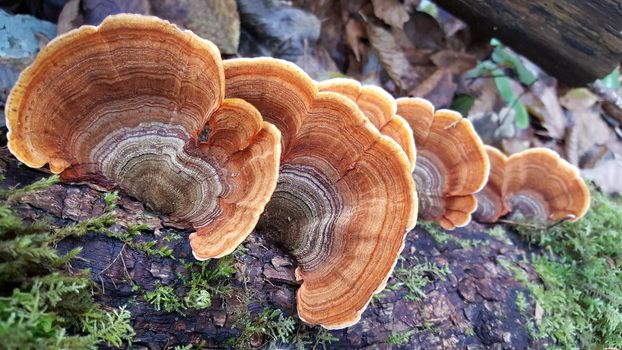 Fungus at a tree