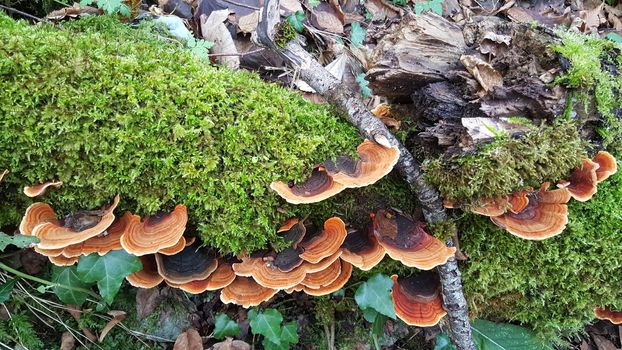 Fungus at a tree