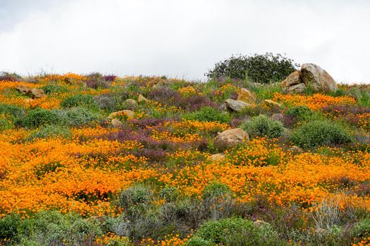 California Golden Poppy and Goldfields blooming in Walker Canyon, Lake Elsinore, CA. USA.