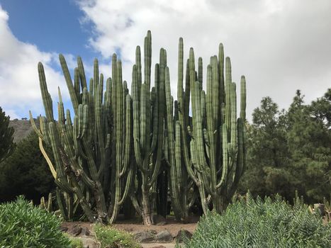 Big cactus at Jardin Canario botanic gardens