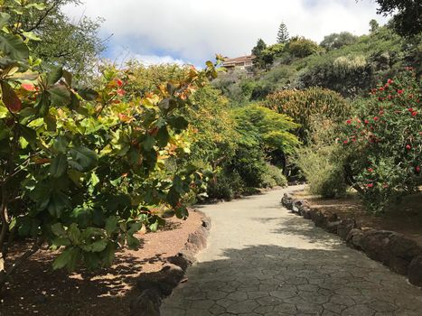 Path through Jardin Canario botanic gardens