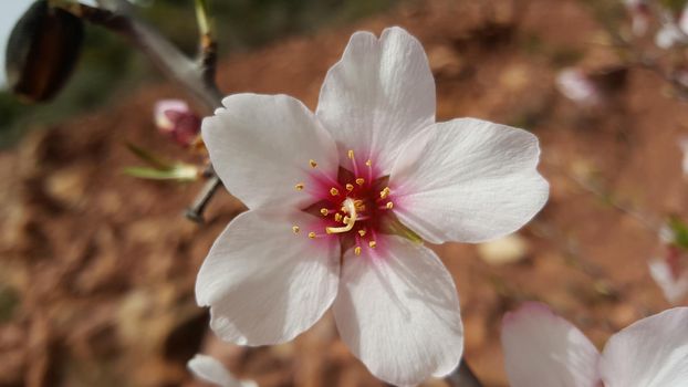 Bitter almond tree flower