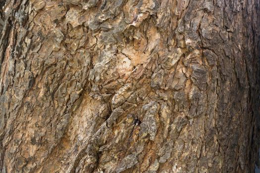 Aged Tree bark background texture, pattern of grungy wood crust