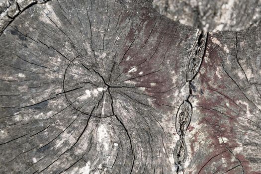 Black wood slice texture with cracks, natural pattern.