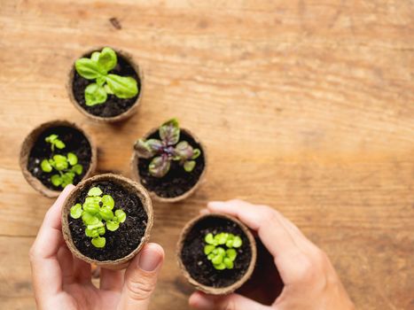 Basil seedlings in biodegradable pots on wooden table. Top view on woman hands with green plants in peat pots. Baby plants sowing in small pots. Trays for agricultural seedlings.