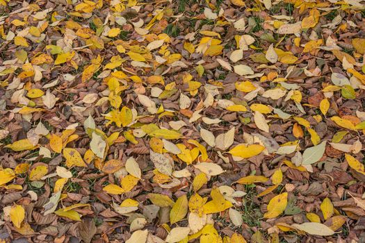 Yellow leaves lay like a carpet on the green grass