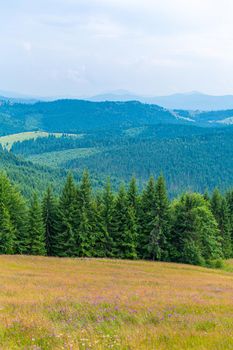 Summer nature landscape of Karpaty Mountains. a