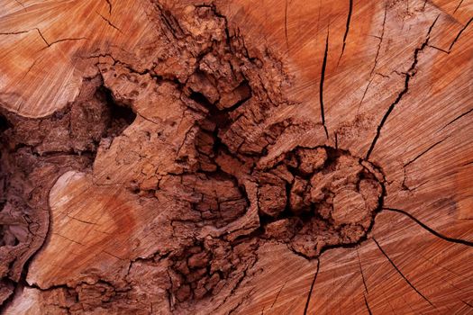 The woody texture of an old stump with splits and crevices.