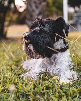 Miniature Schnauzer chilling in the grass during sunset. High quality photo