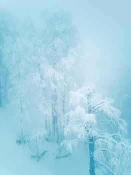 Winter mountain forest in frost
