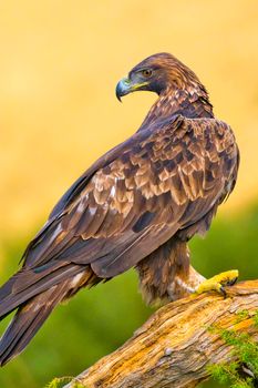 Golden Eagle, Aquila chrysaetos, Mediterranean Forest