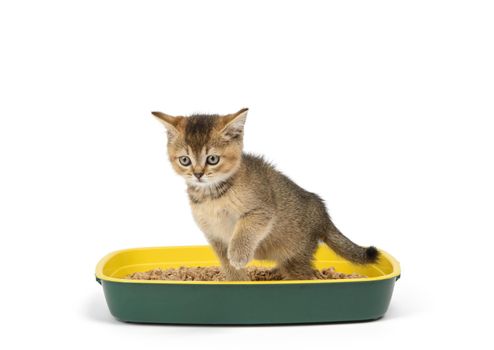 Kitten golden ticked Scottish chinchilla straight sitting in a plastic toilet with sawdust