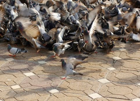 Chaotic floc of pigeons