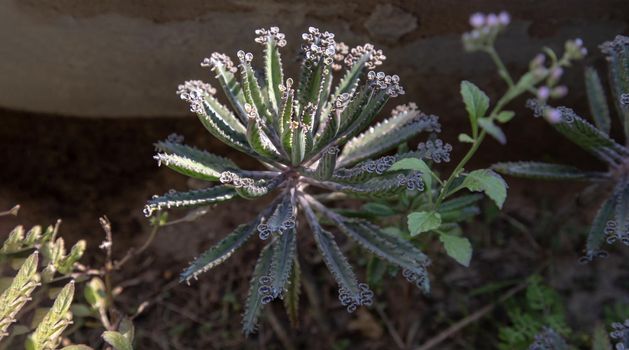 Small buds of Kalanchoe Delagoensis. The plant is also know as Mother of Millions, Devil's Backbone and Chandlier Plant.