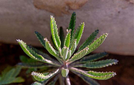 Closeup of view on Kalanchoe Delagoensis. The plant is also know as Mother of Millions, Devil's Backbone and Chandlier Plant.