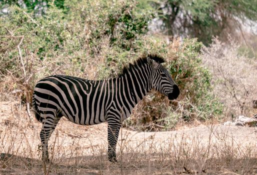 One zebra standing under the tree - Tanzania
