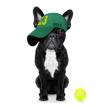 cool casual look french bulldog dog playing tennis with cap or hat , sporty and fit , isolated on white background