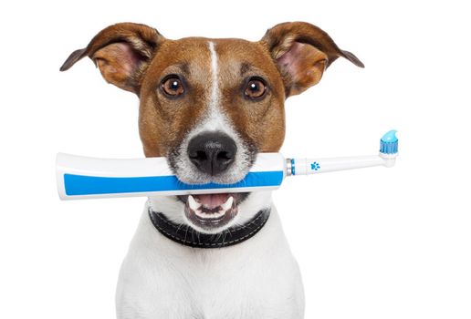 dog with electric toothbrush