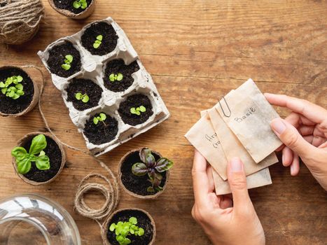 Basil seedlings in biodegradable pots on wooden table. Top view on woman hands with seeds in paper bags. Green plants in peat pots and agricultural tools.