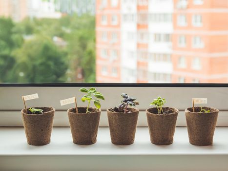 Basil seedlings in biodegradable pots on window sill. Green plants in peat pots. Baby plants sowing in small pots. Gardening at home. Peaceful hobby.