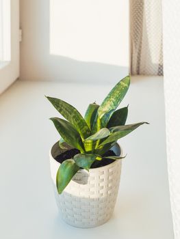 Flower pot with Sansevieria. Indoors plant on windowsill. Peaceful botanical hobby. Gardening at home.