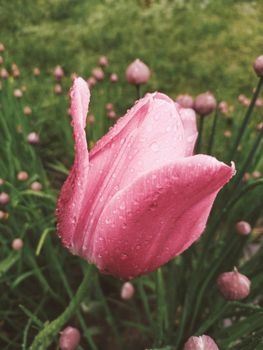 Pink tulip flower with drops of morning dew. Water drops on fragile petals after rain. Lawn with green grass and elegant flowers.