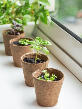 Basil seedlings in biodegradable pots on window sill. Green plants in peat pots. Baby plants sowing in small pots. Trays for agricultural seedlings. Gardening at home. Peaceful hobby.