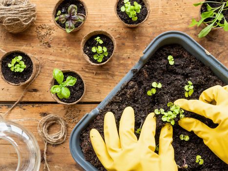 Woman in yellow rubber gloves plants basil seedlings in ground. Top view on wooden table with biodegradable flower pots, watering can, rope and other gardening tools.