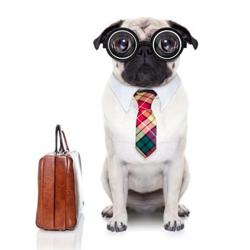 business boss dog