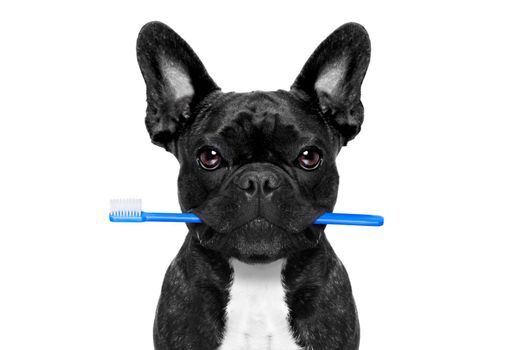 french bulldog dog holding toothbrush with mouth at the dentist or dental veterinary, isolated on white background