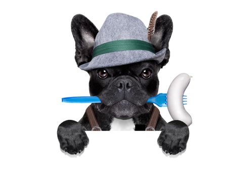 cool bavarian oktoberfest  german french bulldog  dog  with beer mug and sausage in mouth , behind blank empty banner or placard , isolated on white background