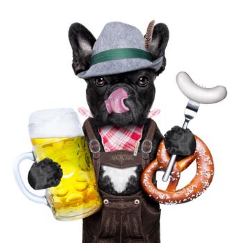 cool bavarian german french bulldog  dog  with beer mug and sausage and pretzel bread , isolated on white background