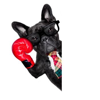 french bulldog boxing dog with big red gloves businessman , manager, or secretary isolated on white background, behind banner , placard or blackboard