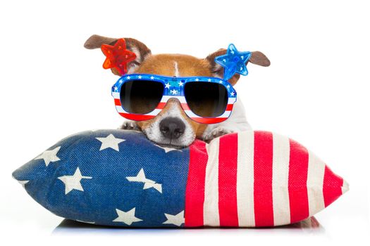 fourth of july independence day dog