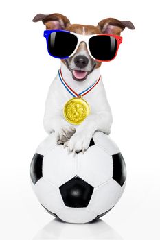 football championship jack russell dog with soccer football ball and french flag isolated on white background