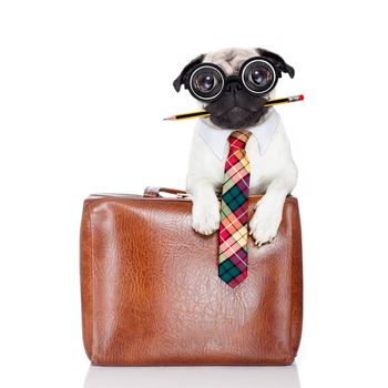 office worker businessman pug dog  as  boss and chef , with suitcase or bag  as a secretary, pencil in mouth wearing a suit and tie , isolated on white background