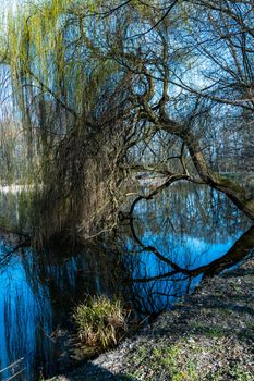 Crooked tree reflecting in pond at Sunny morning in park