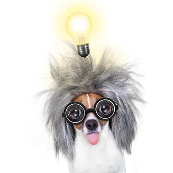 smart and intelligent jack russell dog with nerd glasses  wearing a grey hair  with an idea  with light bulb , isolated on white background