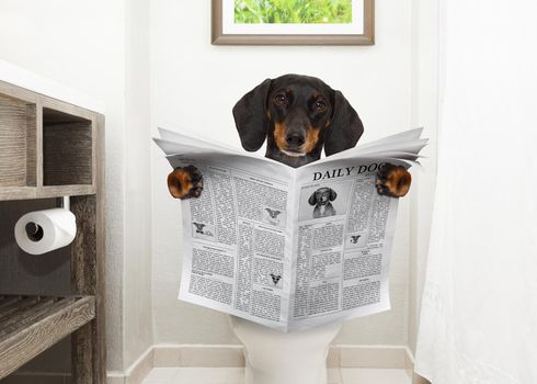 dog on toilet seat reading newspaper