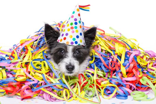 poodle dog having fun and  a party with serpentine streamers, for birthday or new years eve ,wearing a hat ,  isolated on white background