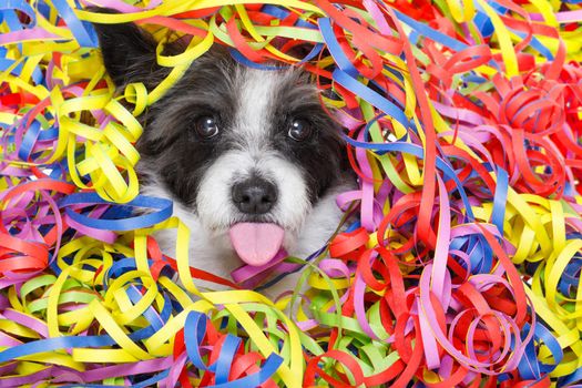 poodle dog having a party with serpentine streamers, for birthday or happy new year, sticking out the tongue