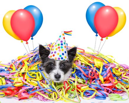 poodle dog having fun   with serpentine streamers, for birthday party wearing a hat ,  isolated on white background with balloons