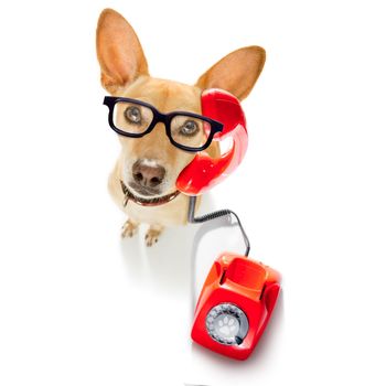 chihuahua dog with glasses as secretary or operator with red old  dial telephone or retro classic phone