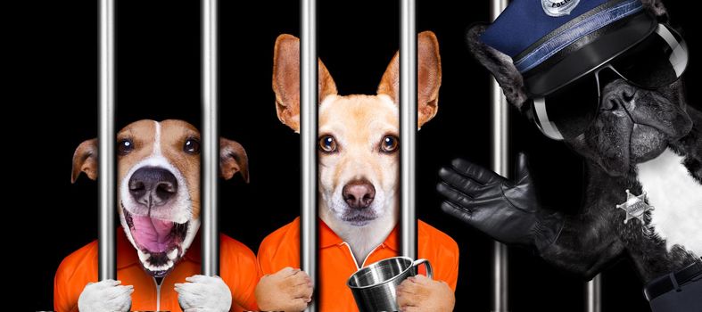dogs behind bars in jail prison