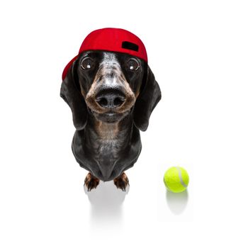 tennis tournament dog 