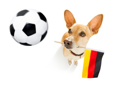 soccer football  chihuahua dog playing with leather ball  , isolated on white background and german  flag